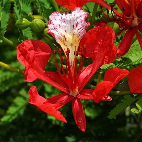 Royal Poinciana (Flamboyant Tree): Flowers, Leaves .